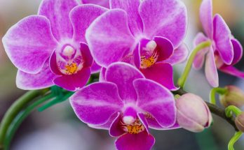 orchidea