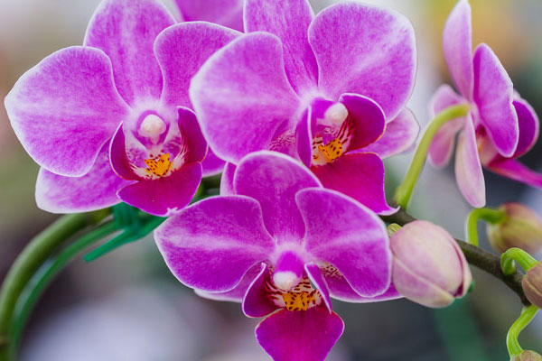 orchidea